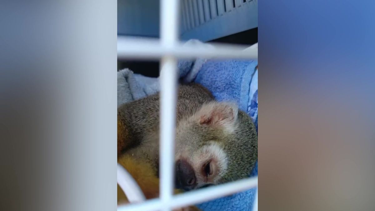 Muž otrávil opičku čokoládou Merci. Zoo hledá svědka, který mu to rozmlouval