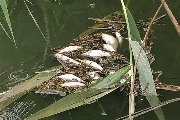 Úhyny ryb se v přítoku Jizery opakují. Říčka Klenice je stoka sbírající vodu z parkovišť i kanalizace
