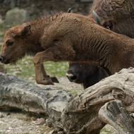 Pro zubří mládě nebyl kmen překážkou.