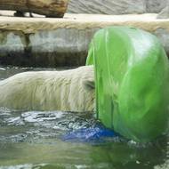 Pro diváky byla návštěva u medvědů atrakce.