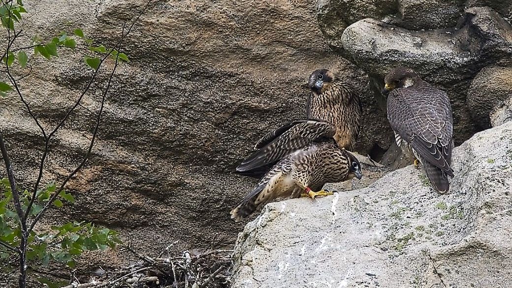 Sokolí mláďata ve Žďárských vrších vylétla z hnízda. Turisté už mohou do rezervace