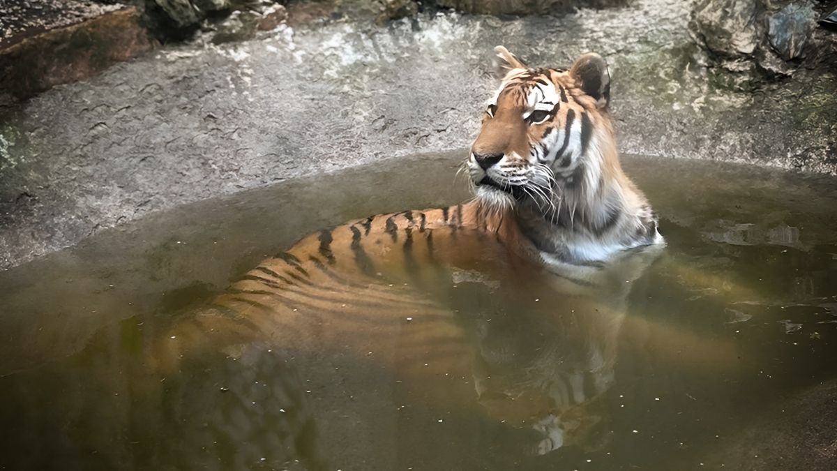 Tygra zabaveného na Vsetínsku čeká stěhování. Z azylu zamíří do Nizozemska