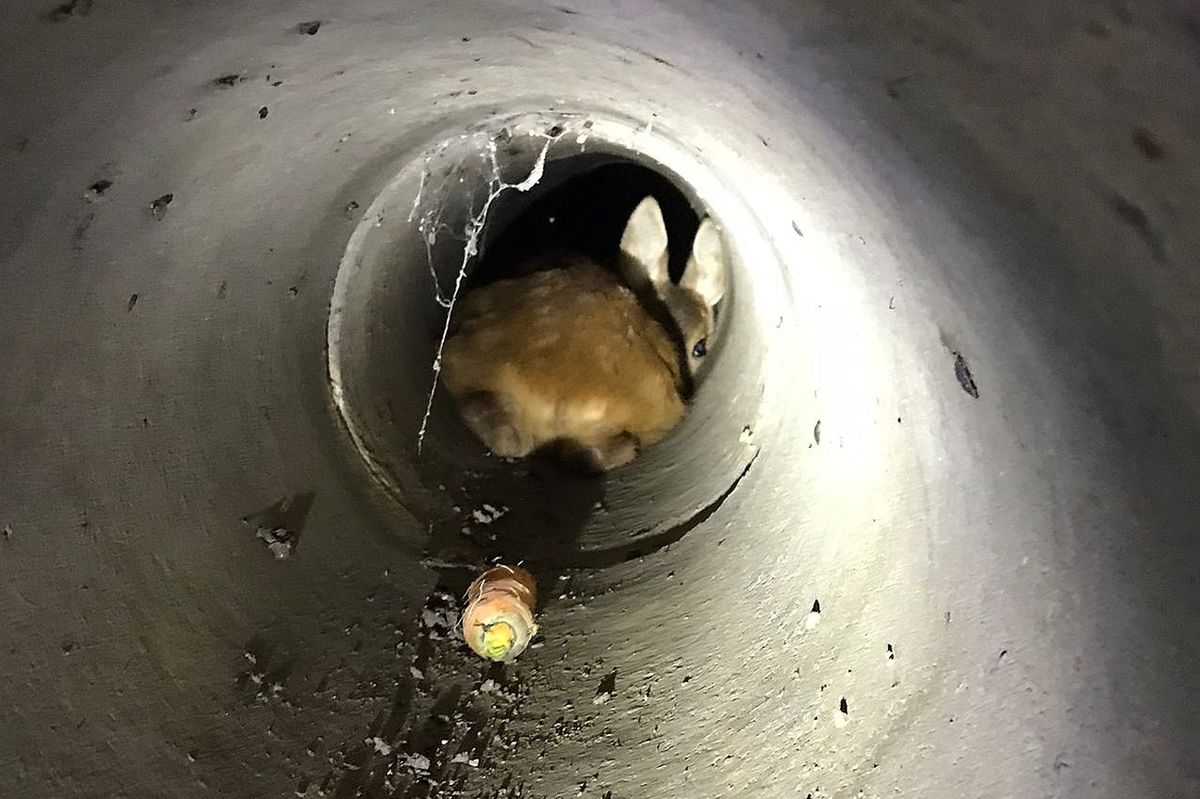 Děti u Plzně zachraňovaly srnče z podzemního potrubí. V akci bylo i auto na vysílačku