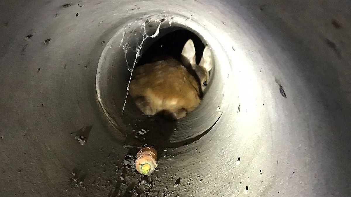 Děti u Plzně zachraňovaly srnče z podzemního potrubí. V akci bylo i auto na vysílačku