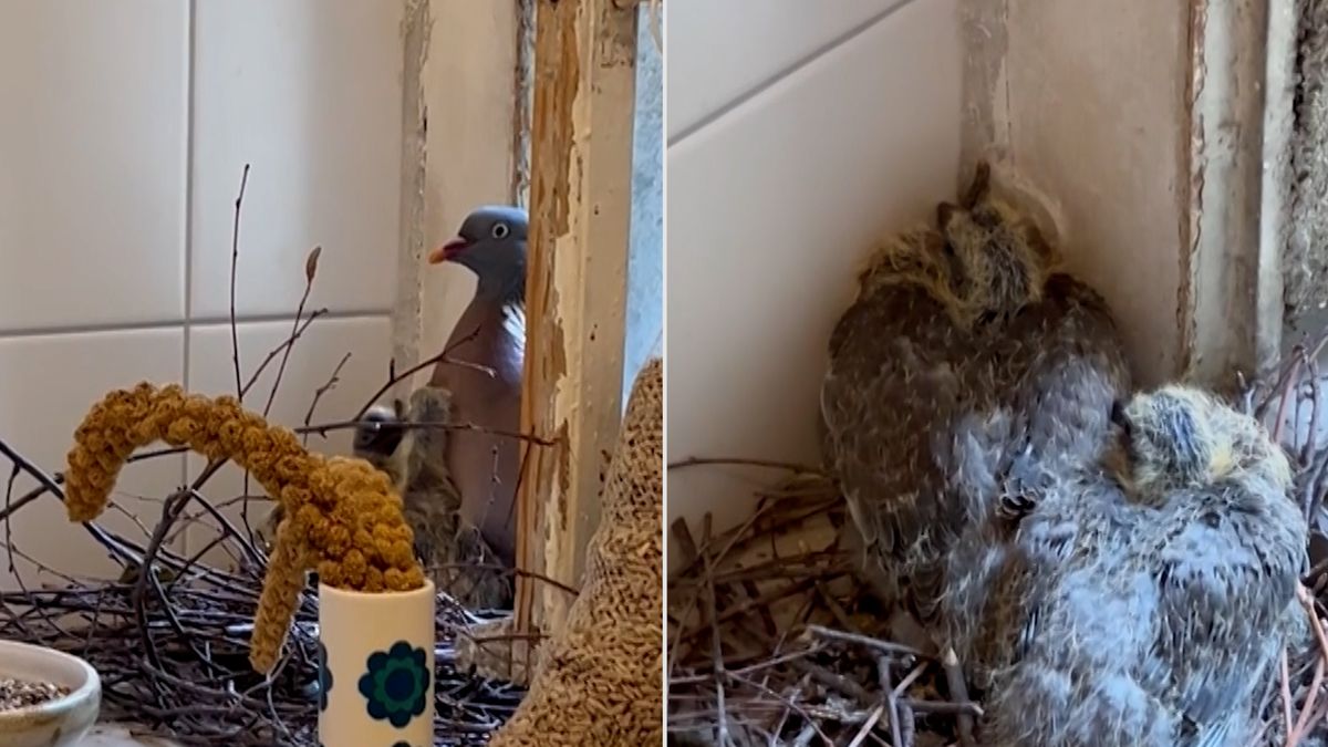 Němka přenechala koupelnu holubům, sprchovat se chodí k příteli
