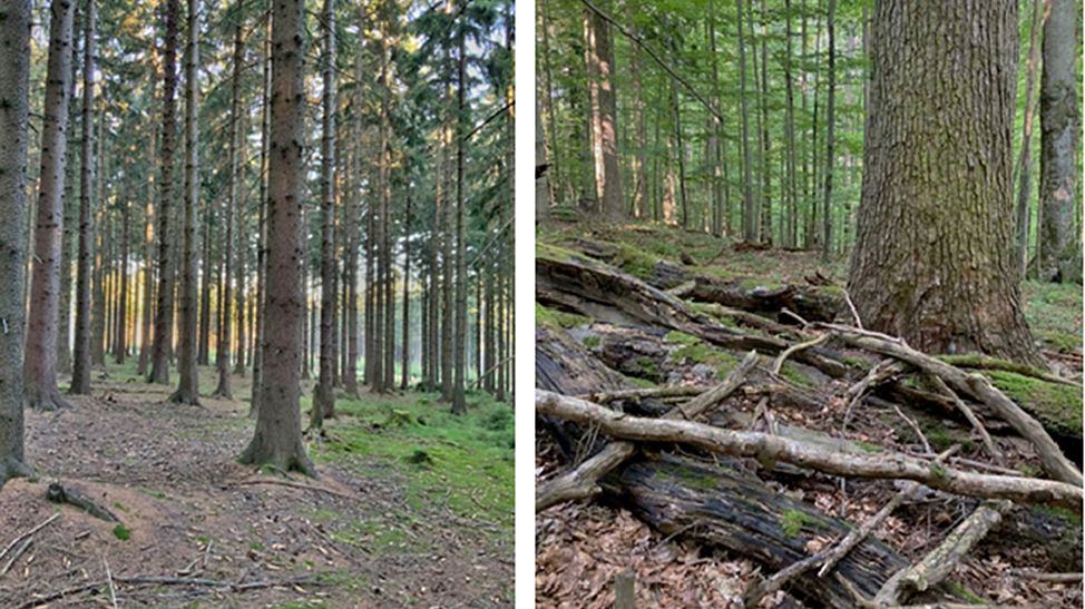 Výzkumníci popsali, jaký nepořádek lesu pomáhá
