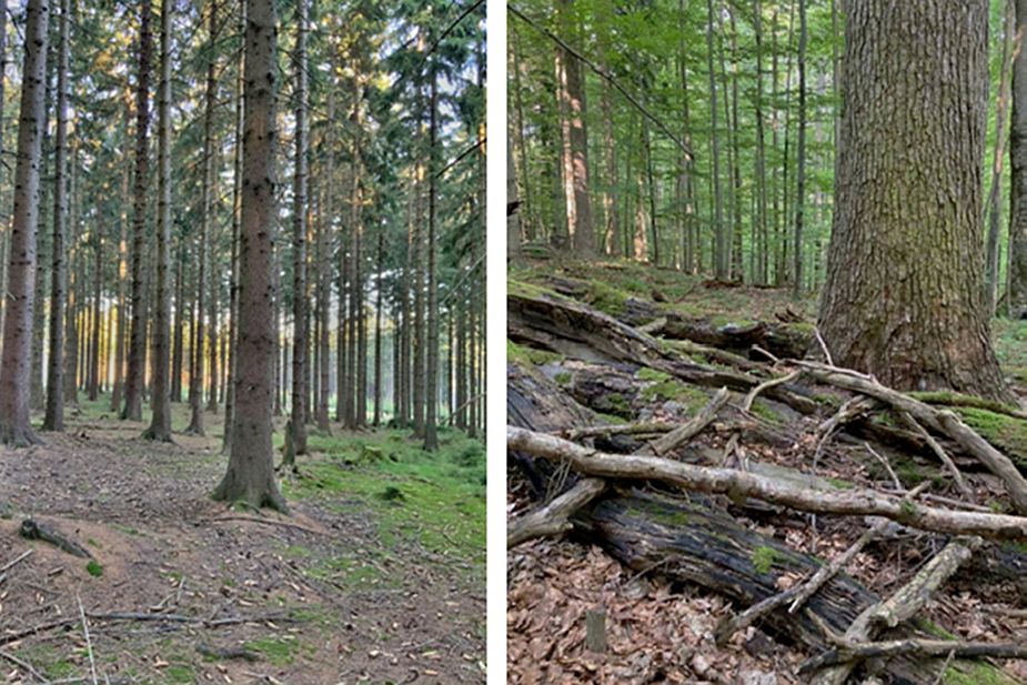 Výzkumníci popsali, jaký nepořádek lesu pomáhá