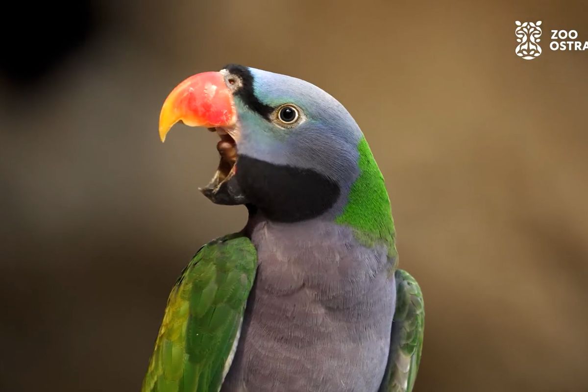Čínských křiklounů v Ostravě přibývá, tamní zoo jich má nejvíc na světě 