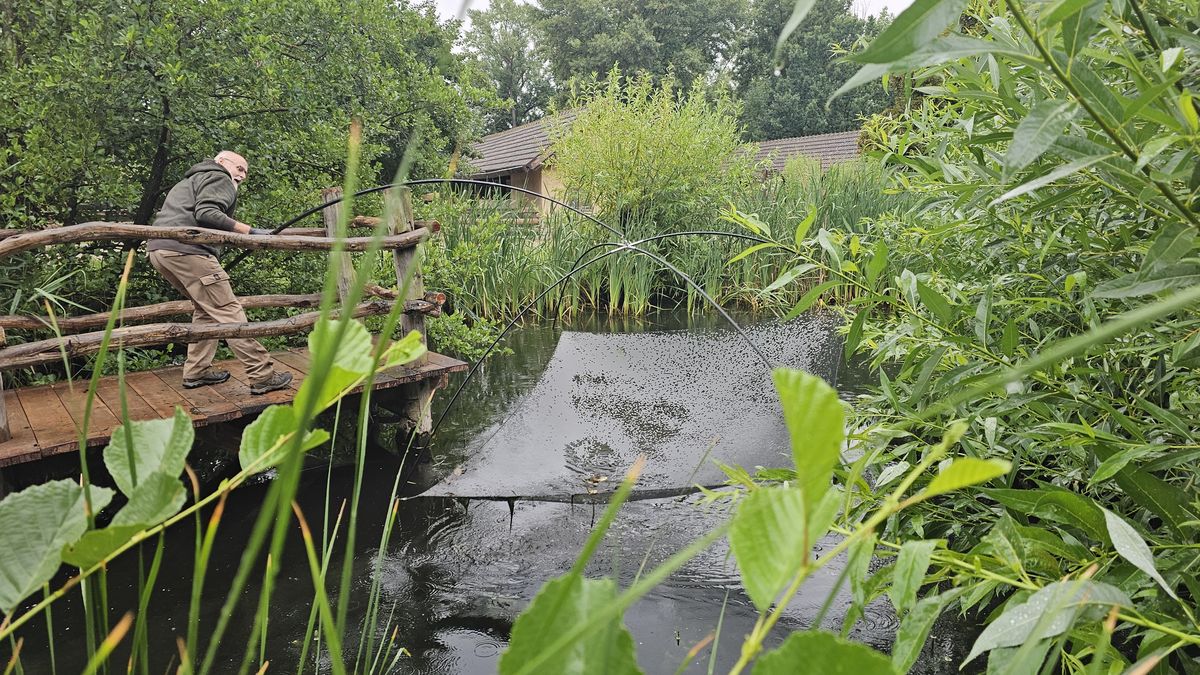 Zamrzne a zase ožije. Zlatá česká rybka na hranici vyhynutí dostává díky pražské zoo novou šanci