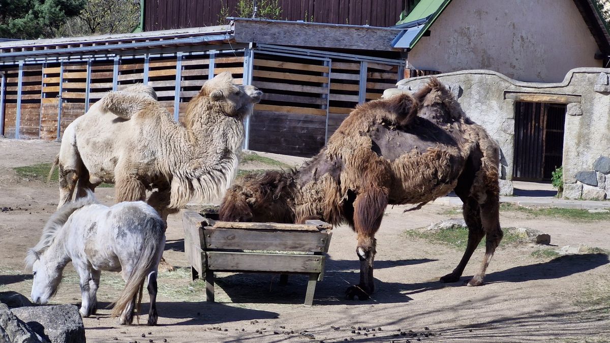 Liberecká zoo začala pěstovat vlastní saláty, pochutnají si na nich plazi či opice