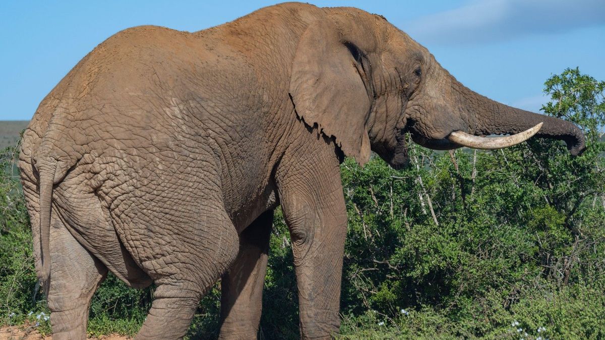 Slonice ušlapala v Zambii dvě turistky, Britku a Novozélanďanku. Vyrušily ji při kojení