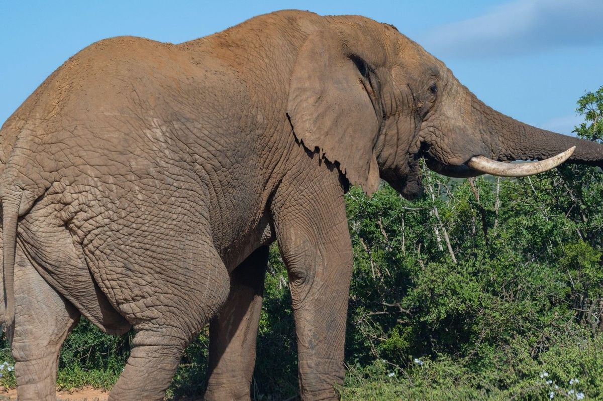Slonice ušlapala v Zambii dvě turistky, Britku a Novozélanďanku. Vyrušily ji při kojení
