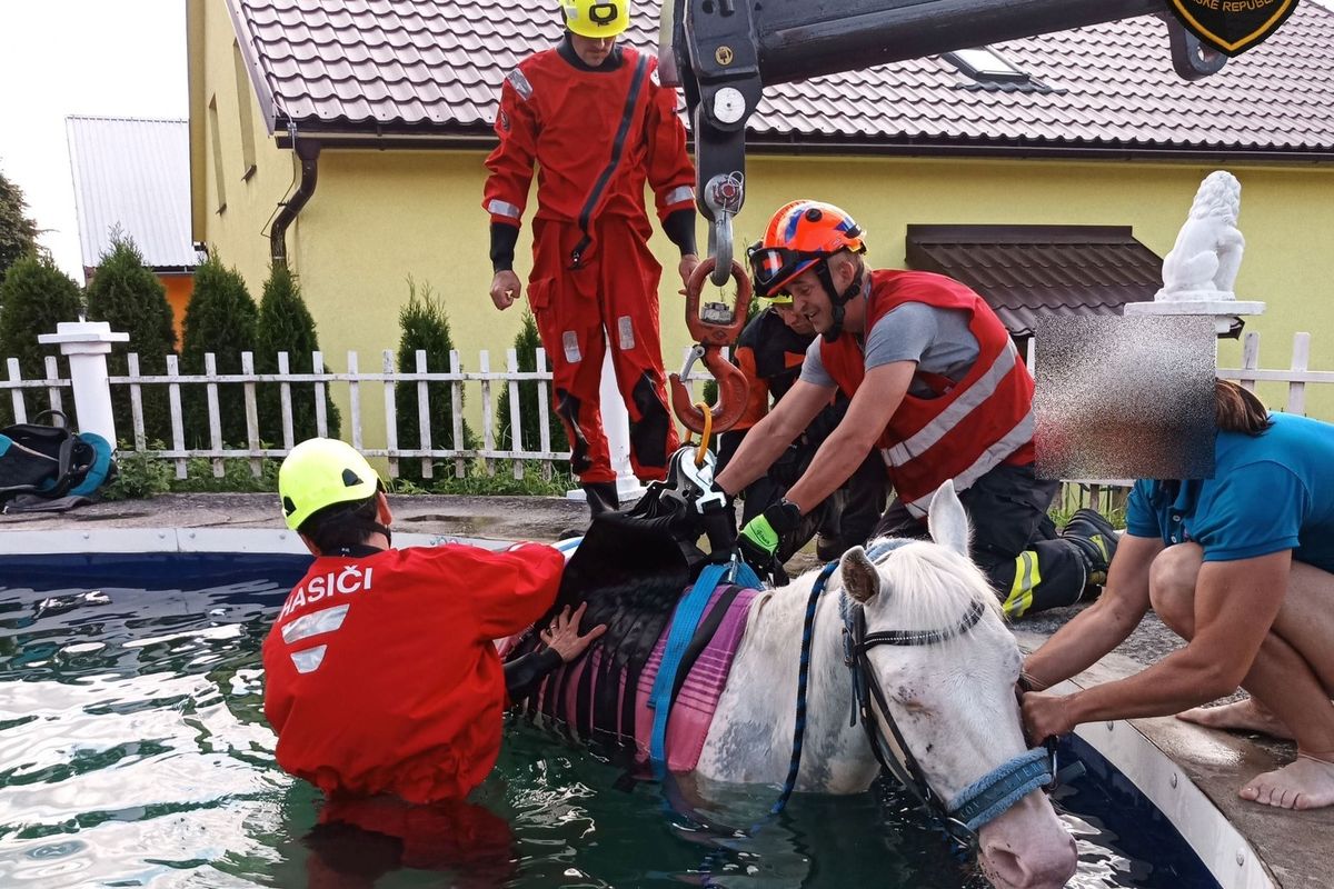 Kůň ve Zlíně skočil do zahradního bazénu