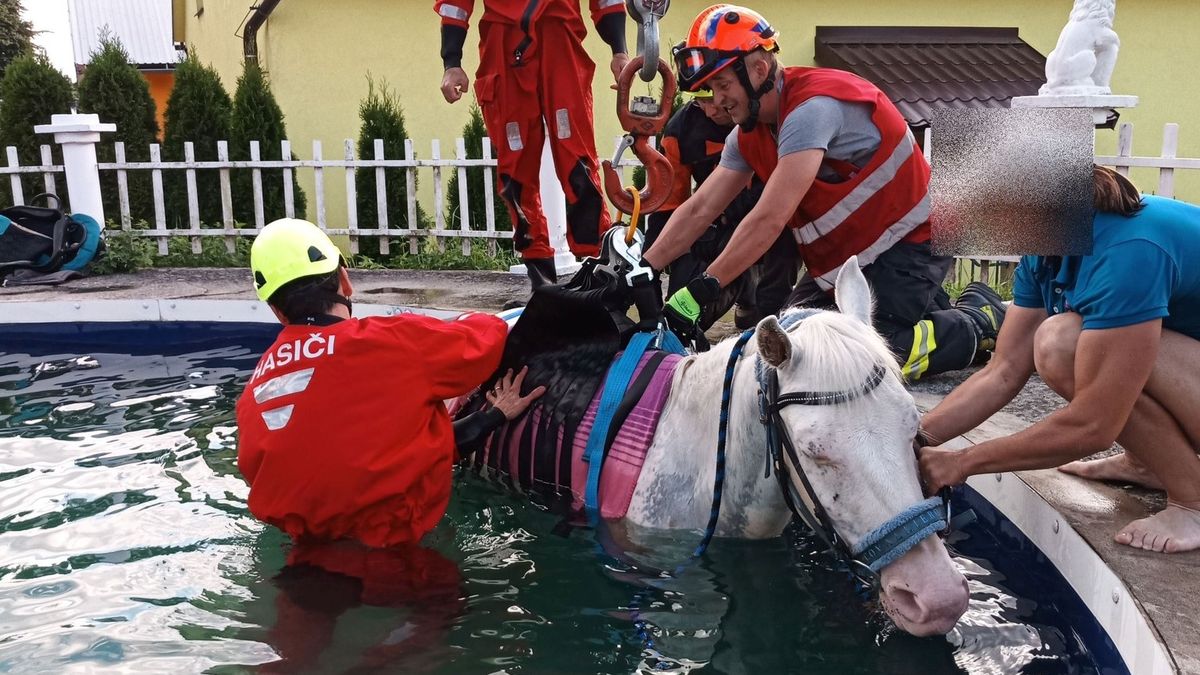 Kůň ve Zlíně skočil do zahradního bazénu