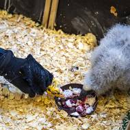 „Maňáskovou metodu“ používala pražská zoo v minulosti například na mládě dvojzoborožce nosorožčího, krasky jávské nebo supa mrchožravého.