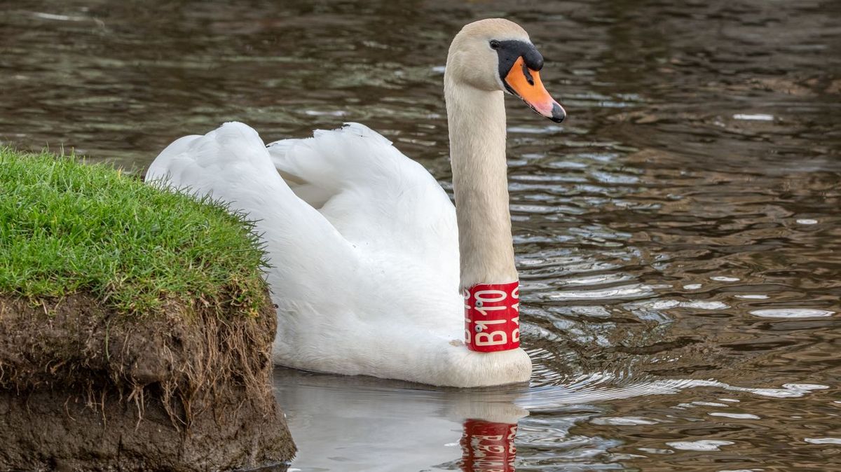 Trenér to zabalil. Obávaný labuťák a postrach vodáků dal Plzni vale