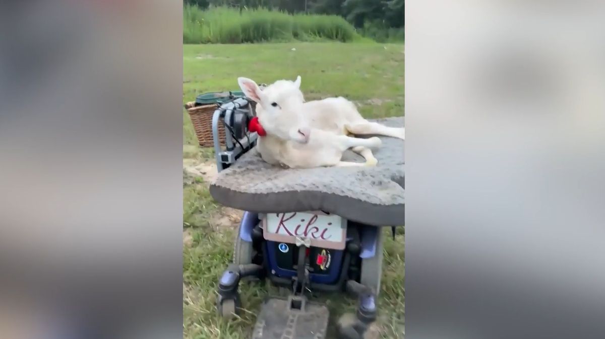 Chromá ovečka dostala elektrický vozík, řídí jej sama