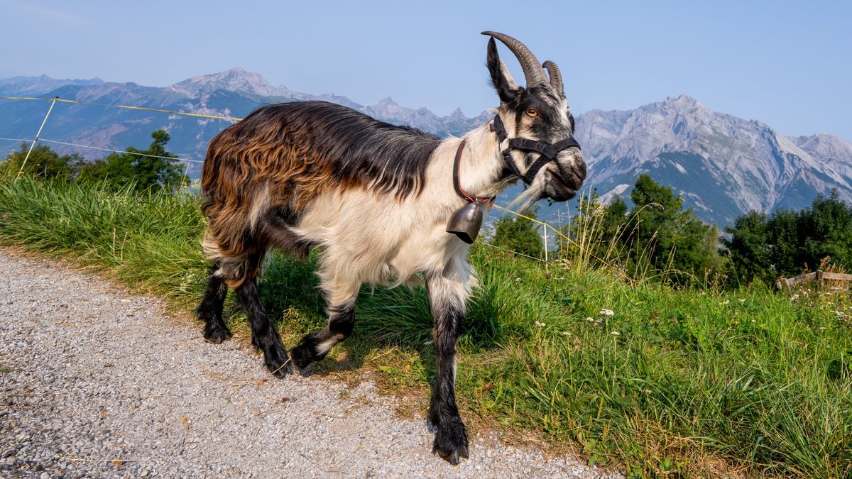 Nechat se potrkat za peníze může být zábavnější, než byste čekali