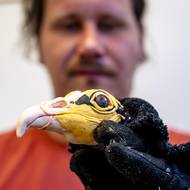 Zatím jde vše dobře, ale chovatelé zůstávají obezřetní. K úspěšnému odchovu vede totiž dlouhá cesta.