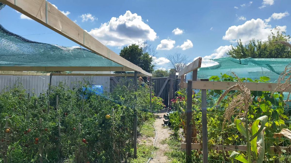 Rajčata nezávislosti, okurky odporu. Jak Ukrajinci farmaří na dohled fronty