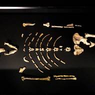 Národní muzeum vystavilo v pondělí fosilii Lucy.