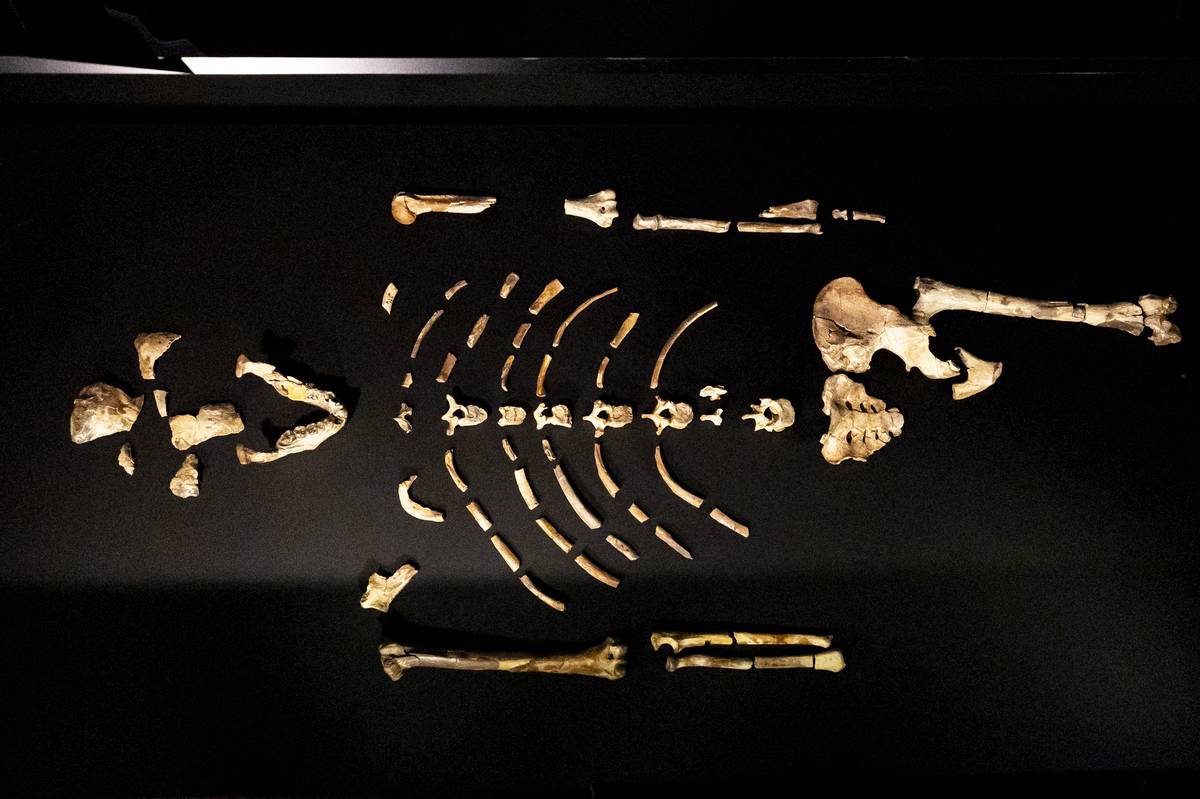 Národní muzeum vystavilo v pondělí fosilii Lucy.