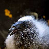 „Maňásci“ podávající potravu musí nést výrazné znaky rodičů. Těmi může být například výrazné hrdlo, velký barevný zobák, rudé oko, nebo jako v tomto případě typicky lysá žlutá hlava.