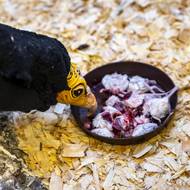 Kondor si v současné době pochutnává na myších i se srstí.