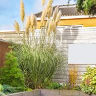 Mnohdy stačí jen jeden vhodně umístěný solitér v podobě okrasné trávy.