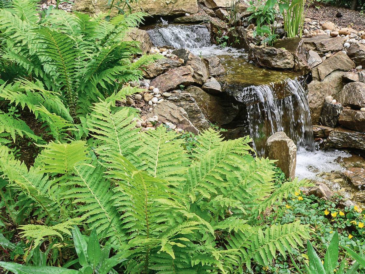 Kapradiník bažinný je vlhkomilná kapradina až 80 cm vysoká, která se výborně hodí k přírodně laděným kompozicím.