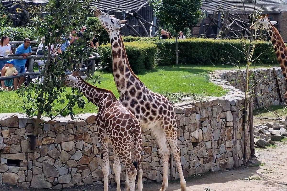 Noví žirafáci už se nebojí chodit ven. Jihlavské panorama doplnily jejich dlouhé krky