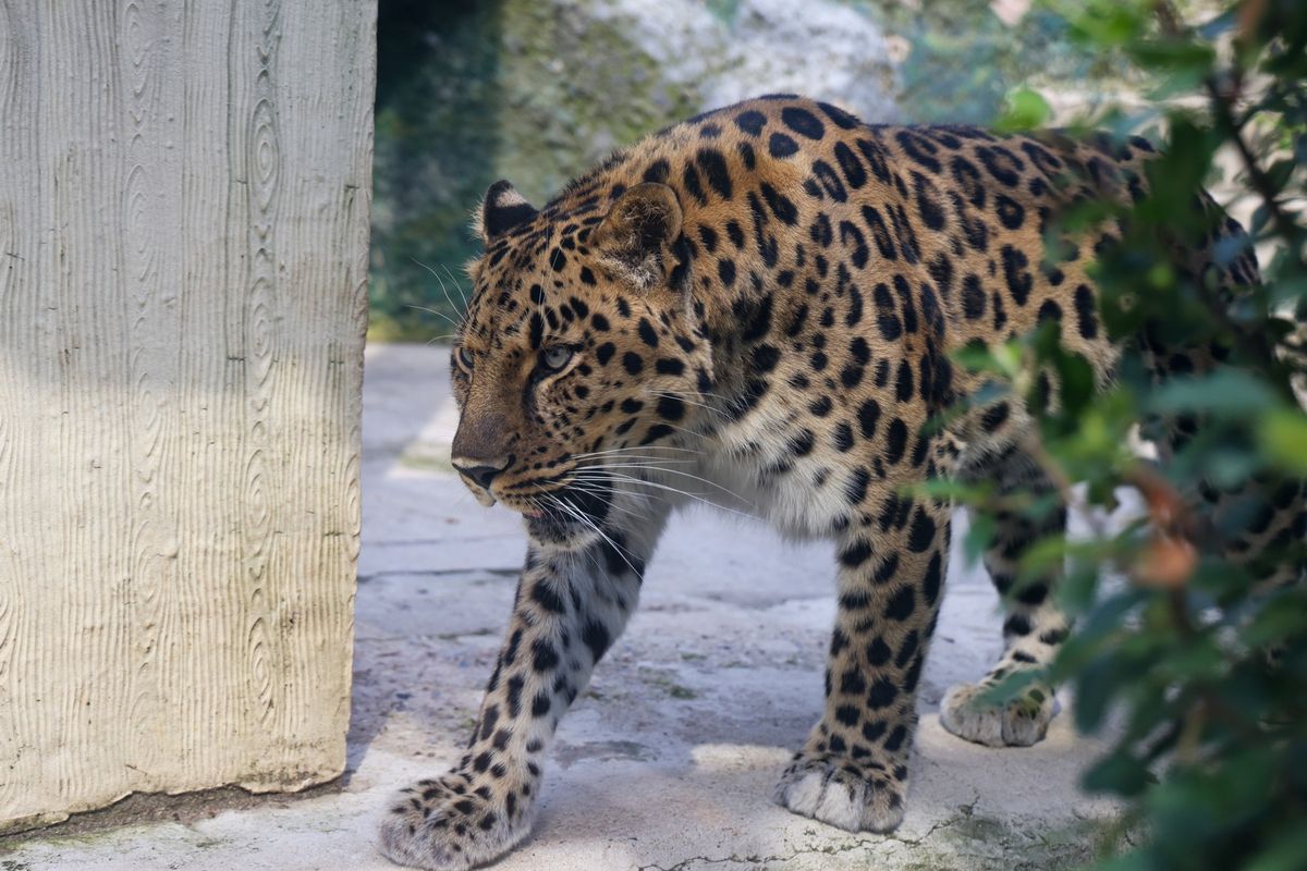 Levhart v jeruzalémské zoo utekl z výběhu a zabil zaměstnance