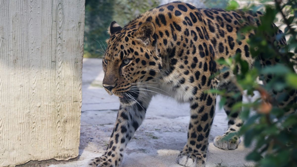 Levhart v jeruzalémské zoo utekl z výběhu a zabil zaměstnance