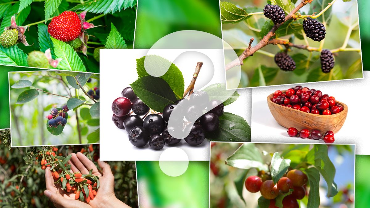 KVÍZ: Aronie, zimolez, klikva. Co víte o méně obvyklých plodech z našich zahrad?