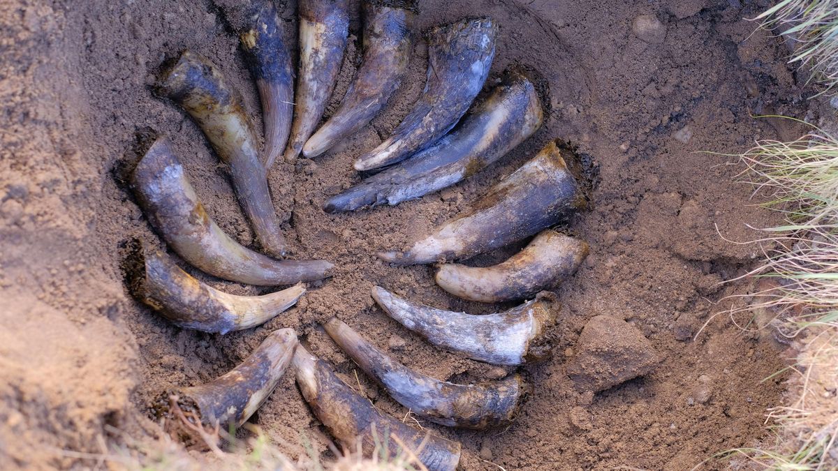 Nejlepší biovíno pomáhají vyrábět kalifornské žížaly i prastaré metody