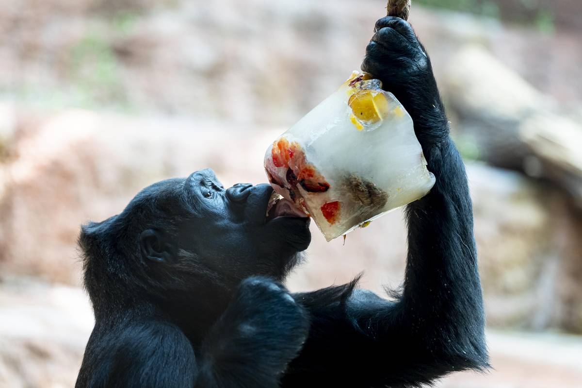 Gorily nížinné si pochutnaly na zamraženém ovoci.