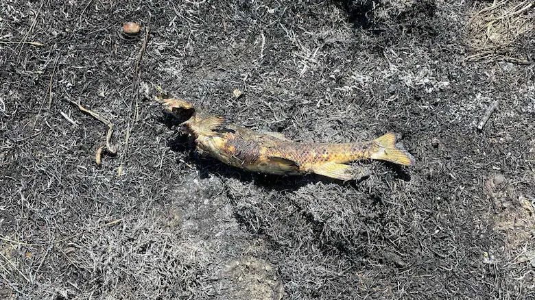 Pták upustil rybu, ta zažehla požár a způsobila v Kanadě velký výpadek proudu