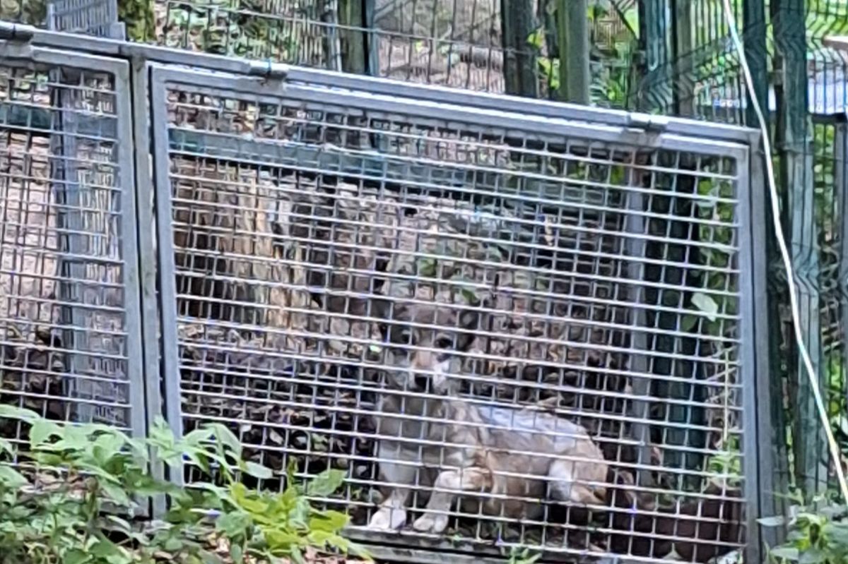 Zoologové na Šumavě chytili uprchlou vlčici. Další čtyři zvířata nadále postrádají