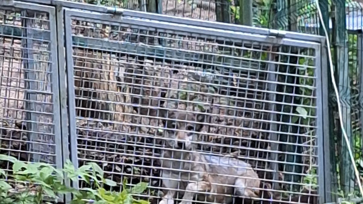 Zoologové na Šumavě chytili uprchlou vlčici. Další čtyři zvířata nadále postrádají