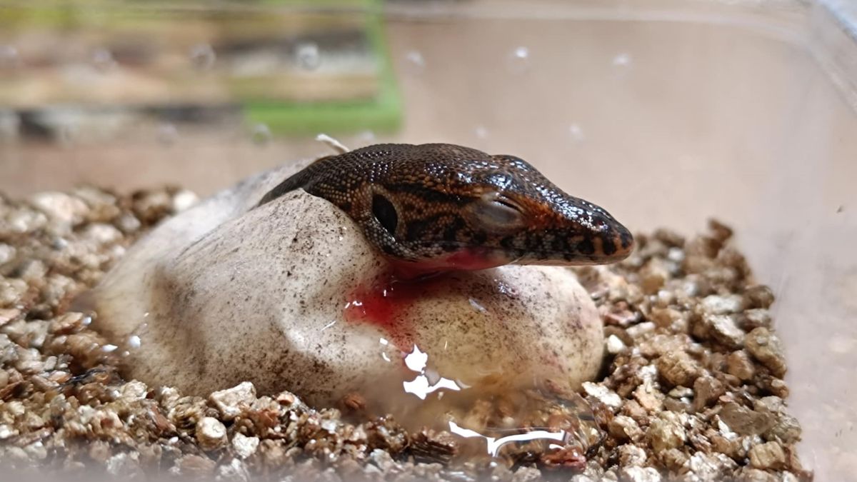 Prostorový zázrak. Z malého vejce se vyklubal čtyřikrát delší varan