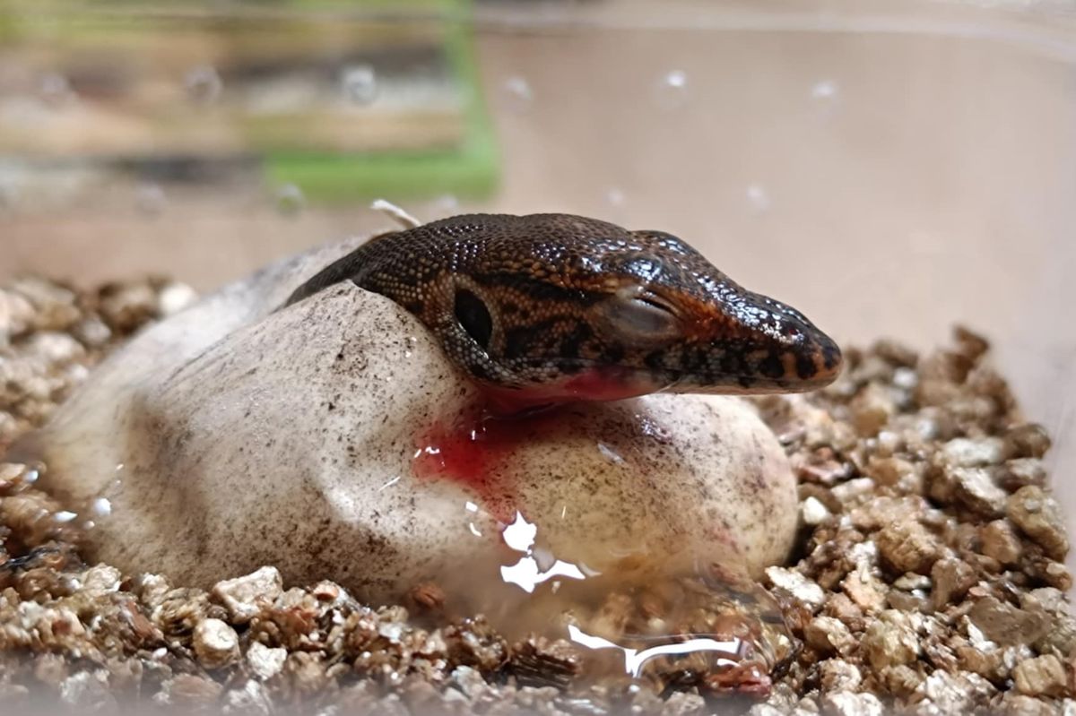 Prostorový zázrak. Z malého vejce se vyklubal čtyřikrát delší varan