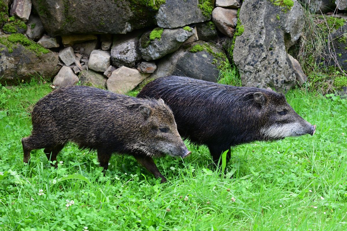 Olomoucká zoo zahájila chov pekariho bělobradého. V Evropě je tento druh jen v devíti zahradách