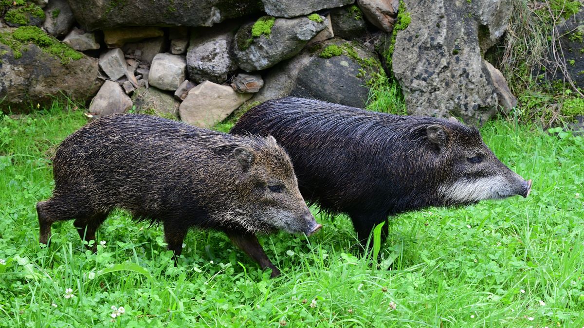 Olomoucká zoo zahájila chov pekariho bělobradého. V Evropě je tento druh jen v devíti zahradách