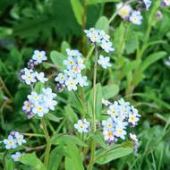 Pomněnka bahenní tvoří koberce v mělké vodě. Kvete v květnu a červnu typickými bleděmodrými kvítky.