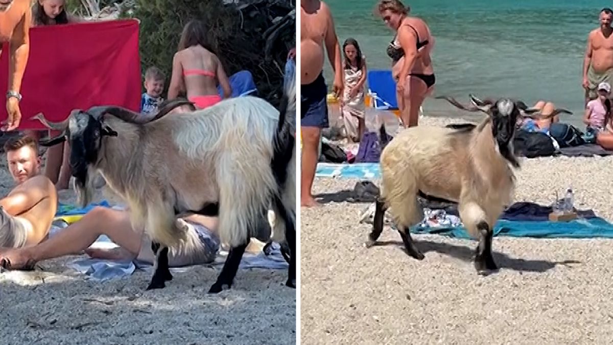 Turisty na řecké pláži překvapil rohatý bandita