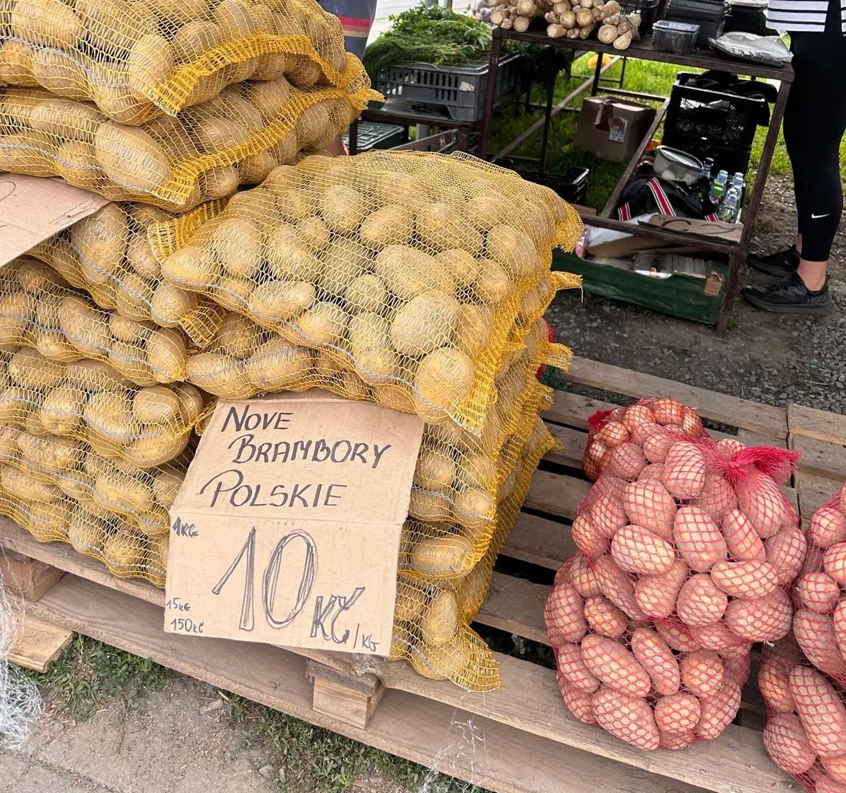 Nové polské brambory mají na tržnici kilo za 9 i 10 korun.