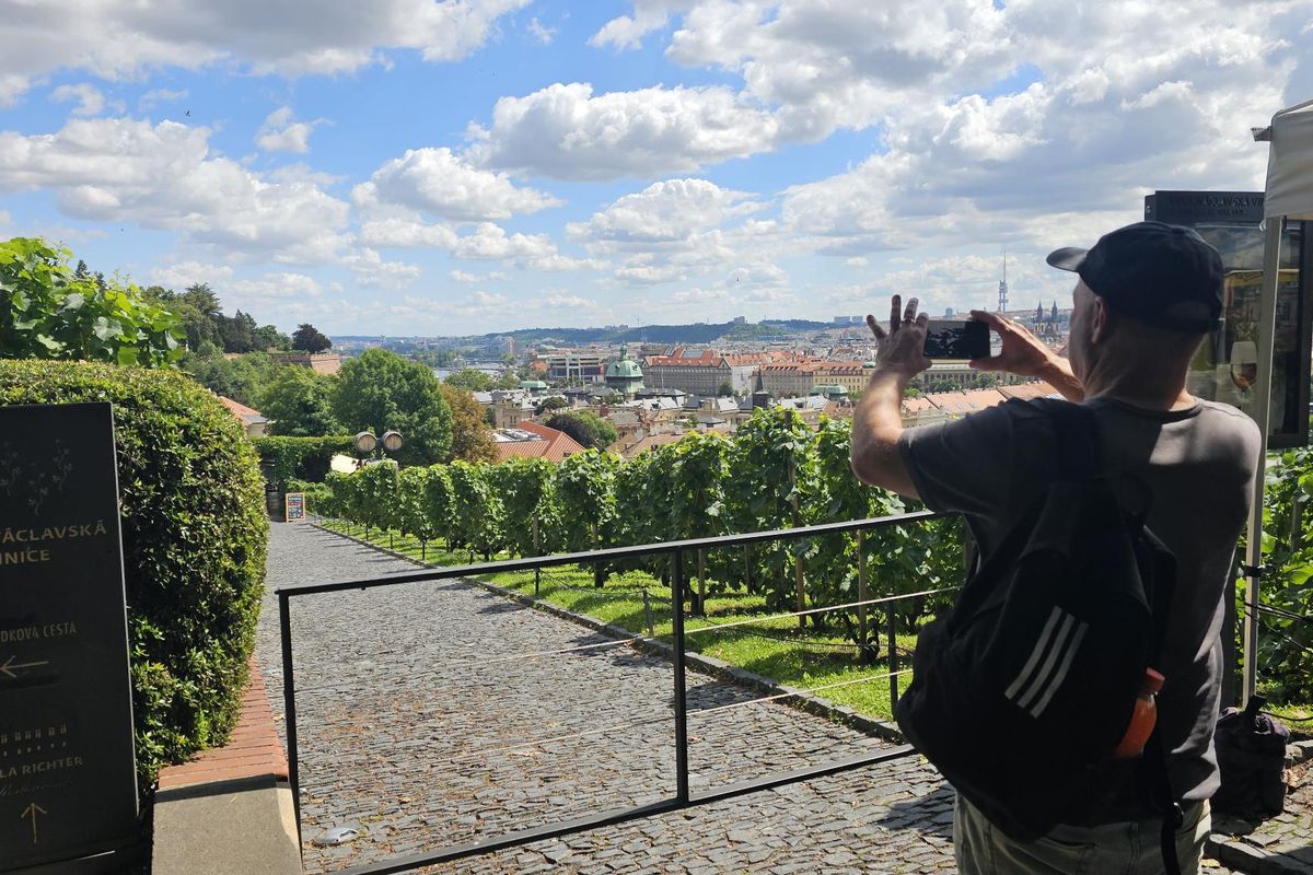 Víno v Praze dozrává proti loňsku výborně, teplota v Troji je jako na Pálavě 