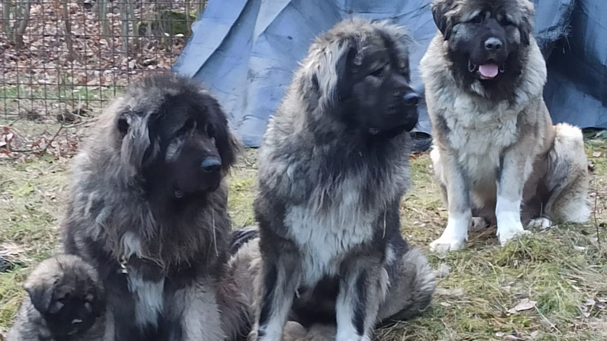 „Někdo je upálil zaživa,“ oplakává majitelka feny, které uhořely na Karlovarsku