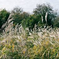 Ozdobnice čínská (Miscanthus sinensis)