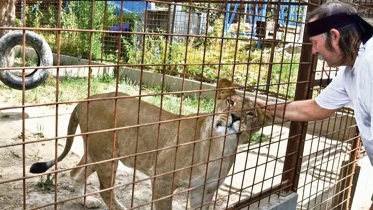 Lidé si stěžují na řev lvic. Veterináři udělali přepadovou kontrolu šelmince u sídliště v Rokycanech